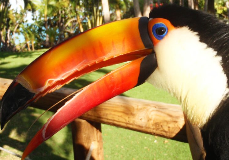 toucan, Parrot, Bird, Tropical,  47 HD Wallpaper Desktop Background