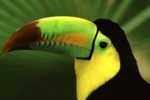 toucan, Parrot, Bird, Tropical,  42