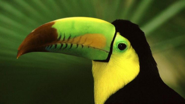 toucan, Parrot, Bird, Tropical,  42 HD Wallpaper Desktop Background