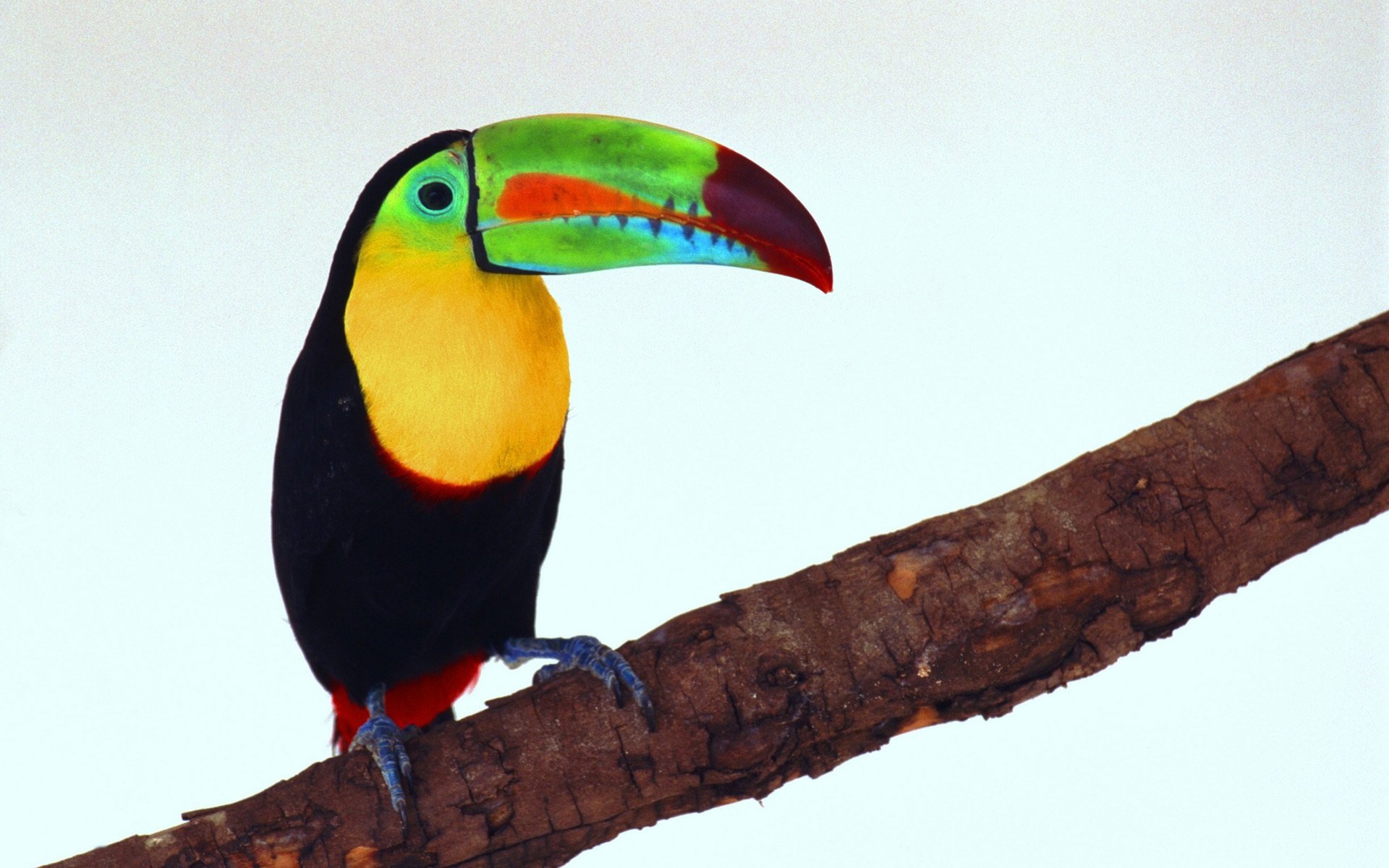 toucan, Parrot, Bird, Tropical,  46 Wallpaper