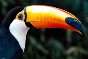 toucan, Parrot, Bird, Tropical,  49