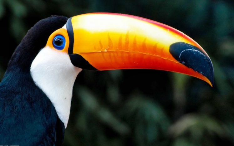 toucan, Parrot, Bird, Tropical,  49 HD Wallpaper Desktop Background