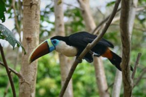 toucan, Parrot, Bird, Tropical,  54