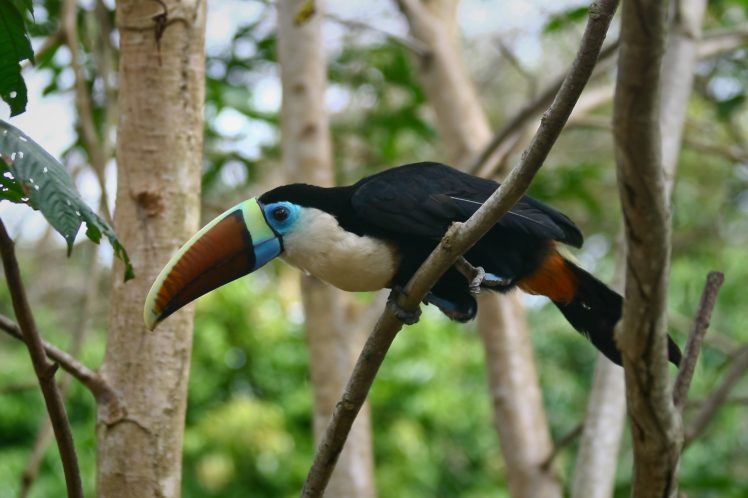 toucan, Parrot, Bird, Tropical,  54 HD Wallpaper Desktop Background