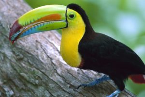 toucan, Parrot, Bird, Tropical,  56
