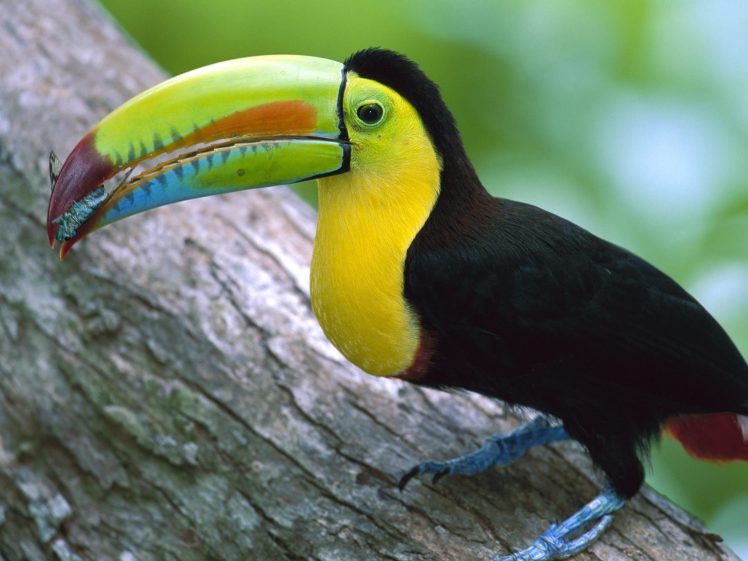 toucan, Parrot, Bird, Tropical,  56 HD Wallpaper Desktop Background