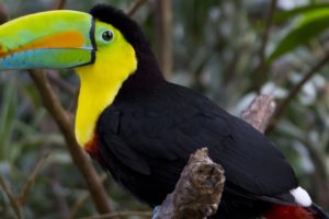 toucan, Parrot, Bird, Tropical,  53