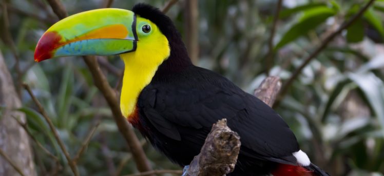 toucan, Parrot, Bird, Tropical,  53 HD Wallpaper Desktop Background