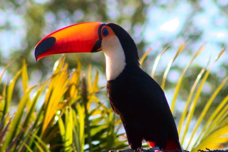 toucan, Parrot, Bird, Tropical,  52 , Jpg HD Wallpaper Desktop Background