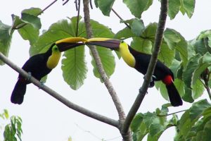 toucan, Parrot, Bird, Tropical,  58