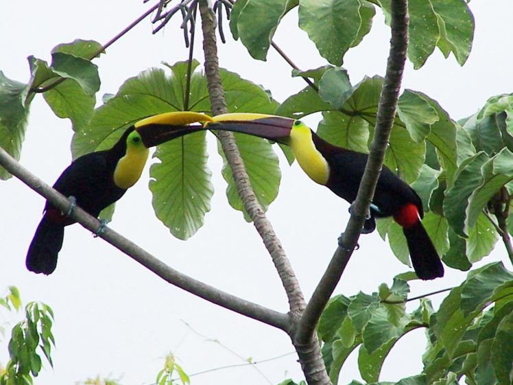 toucan, Parrot, Bird, Tropical,  58 HD Wallpaper Desktop Background
