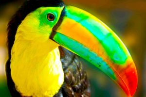 toucan, Parrot, Bird, Tropical,  60