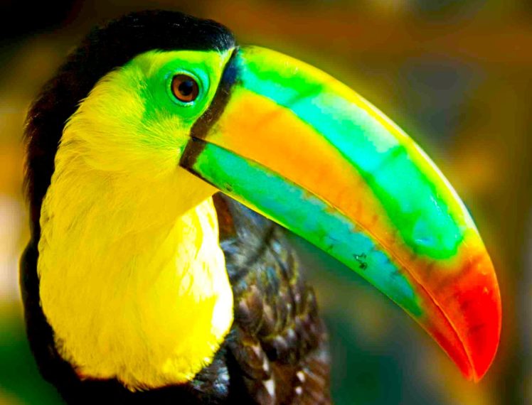 toucan, Parrot, Bird, Tropical,  60 HD Wallpaper Desktop Background