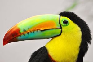 toucan, Parrot, Bird, Tropical,  59