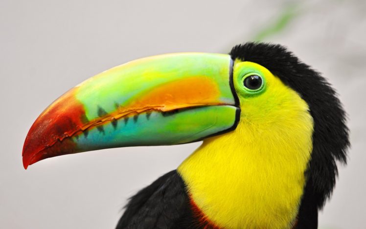 toucan, Parrot, Bird, Tropical,  59 HD Wallpaper Desktop Background