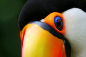 toucan, Parrot, Bird, Tropical,  51
