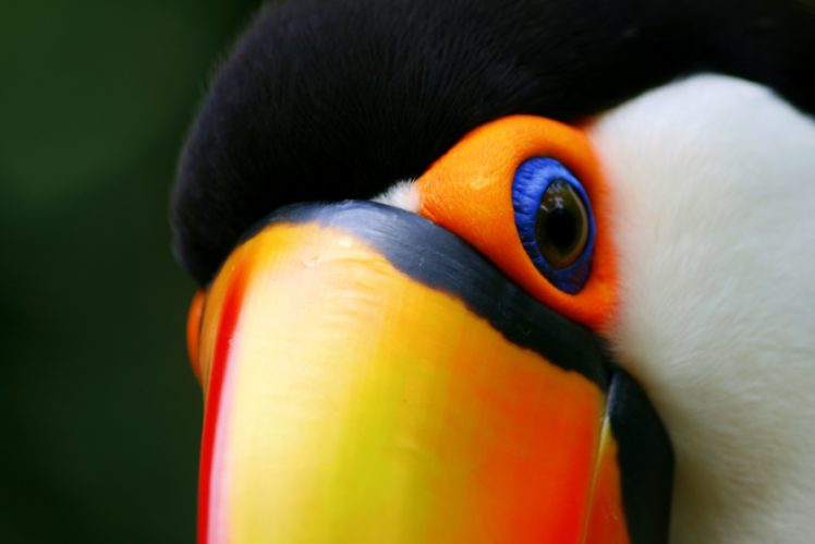 toucan, Parrot, Bird, Tropical,  51 HD Wallpaper Desktop Background