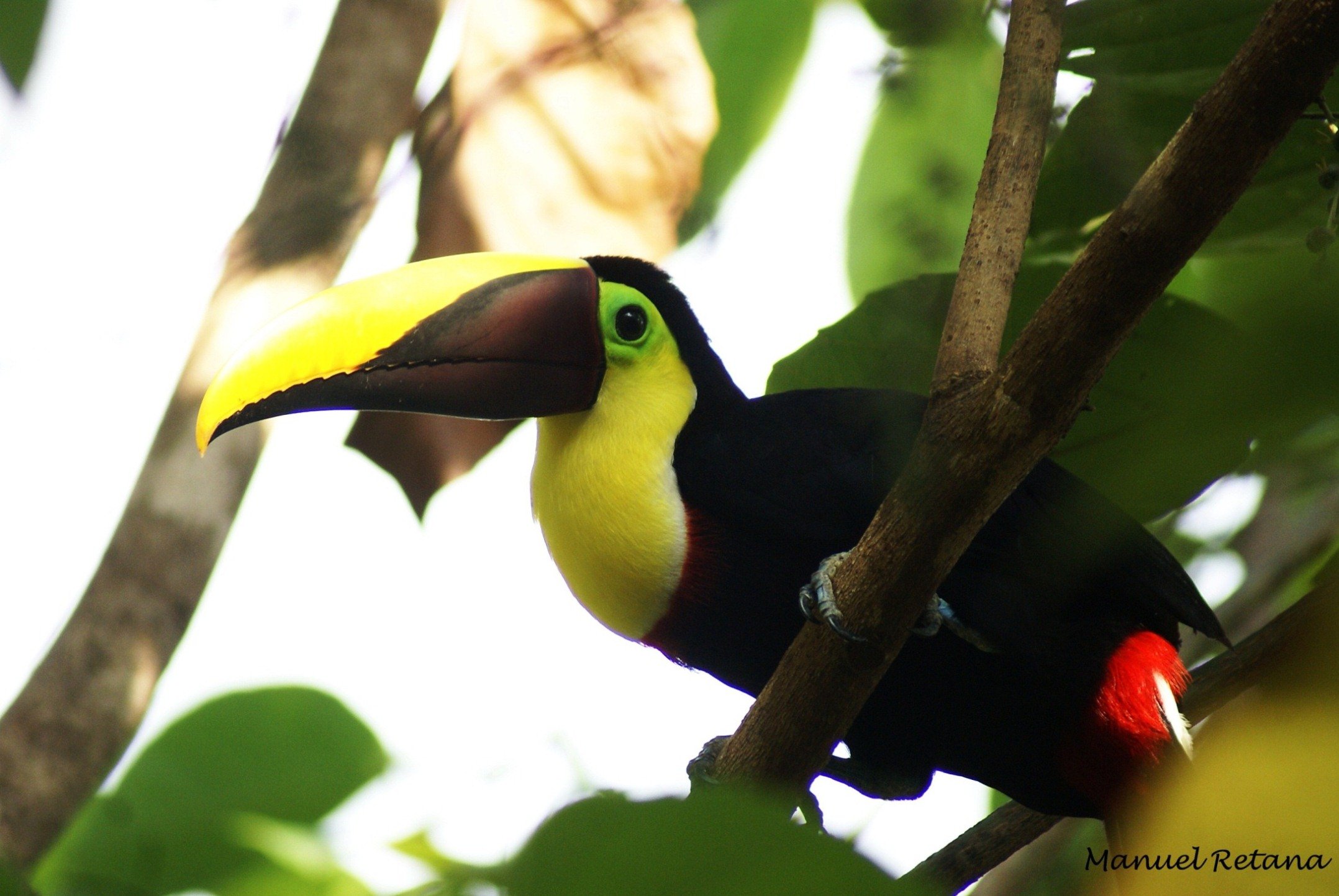 toucan, Parrot, Bird, Tropical,  62 , Jpg Wallpaper