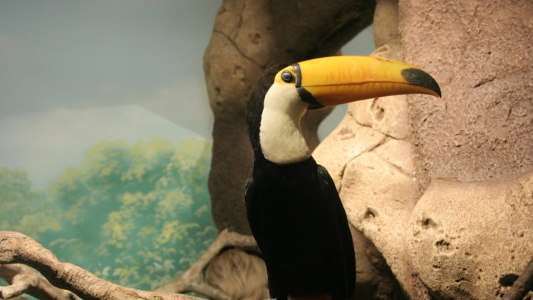 toucan, Parrot, Bird, Tropical,  64 HD Wallpaper Desktop Background