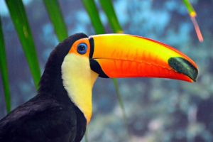 toucan, Parrot, Bird, Tropical,  66