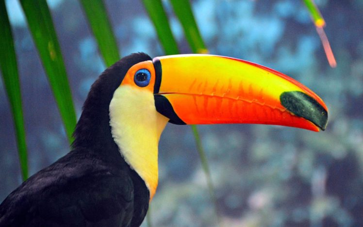 toucan, Parrot, Bird, Tropical,  66 HD Wallpaper Desktop Background