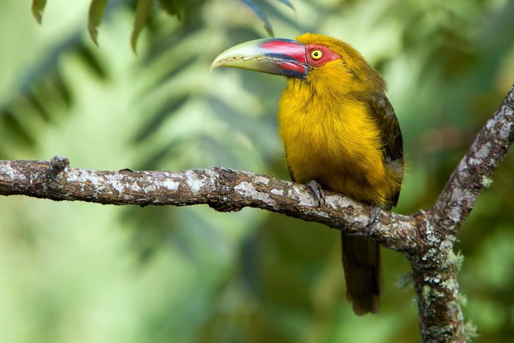 toucan, Parrot, Bird, Tropical,  70 HD Wallpaper Desktop Background