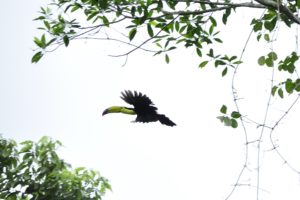 toucan, Parrot, Bird, Tropical,  72