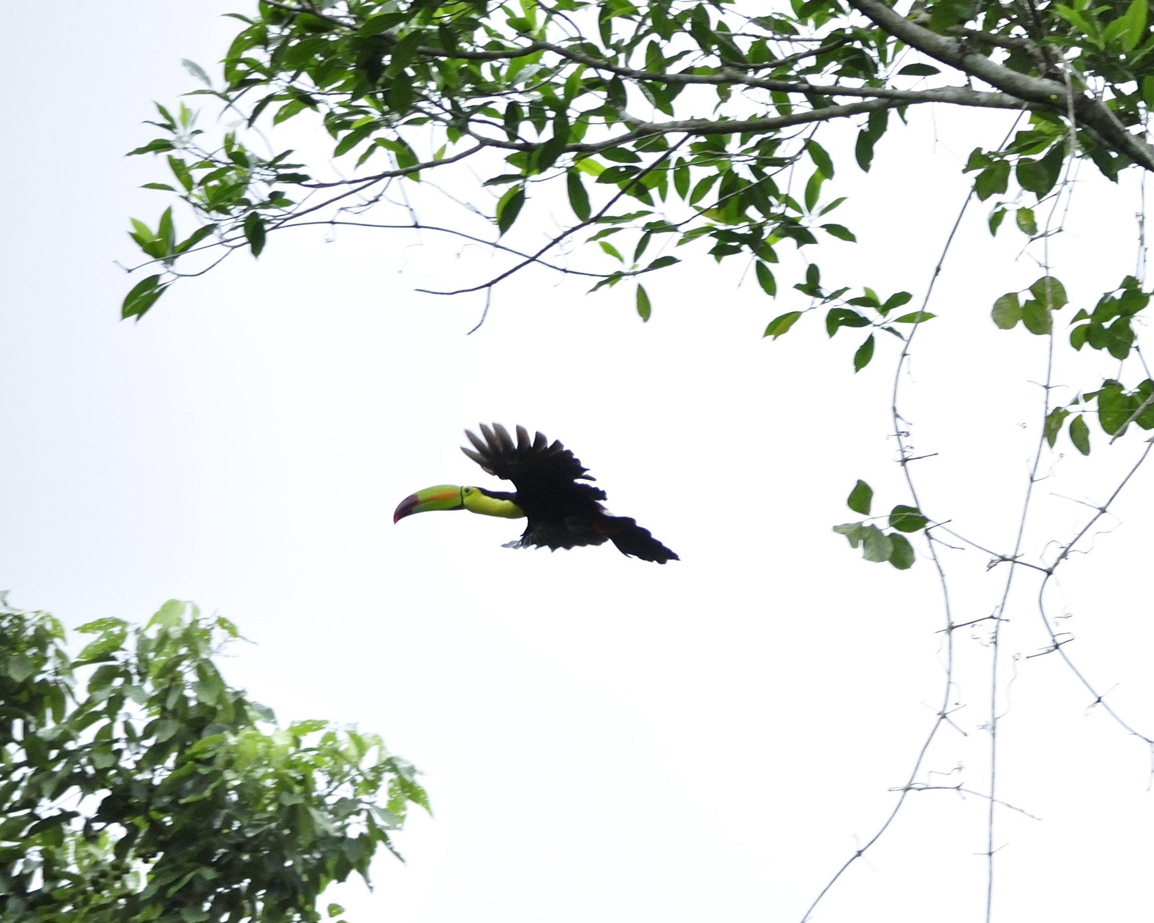 toucan, Parrot, Bird, Tropical,  72 Wallpaper