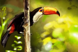 toucan, Parrot, Bird, Tropical,  68
