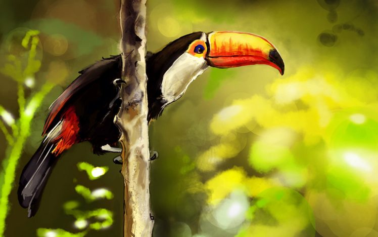 toucan, Parrot, Bird, Tropical,  68 HD Wallpaper Desktop Background