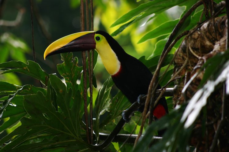 toucan, Parrot, Bird, Tropical,  71 HD Wallpaper Desktop Background