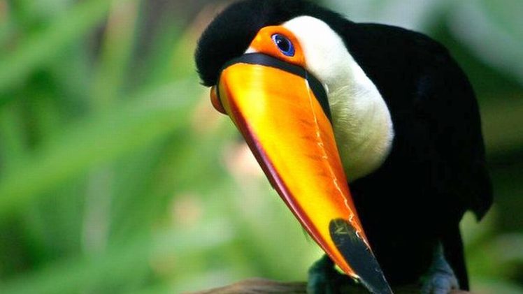 toucan, Parrot, Bird, Tropical,  67 HD Wallpaper Desktop Background