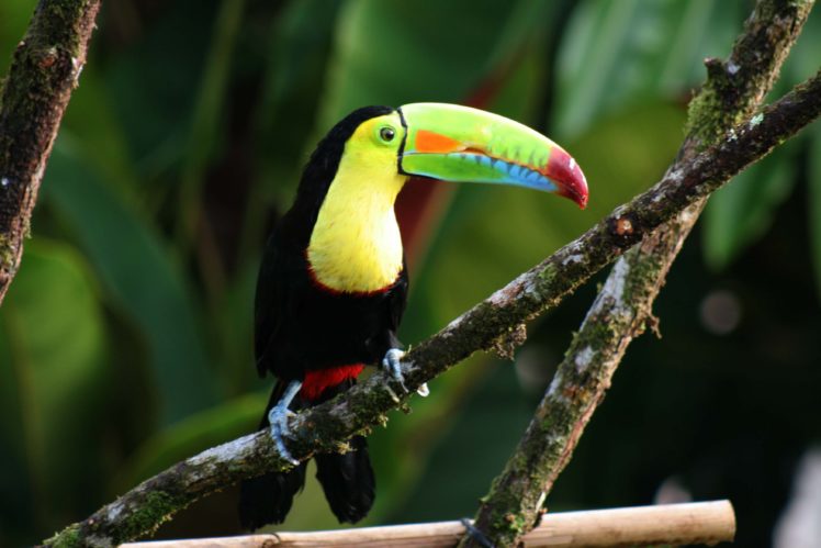 toucan, Parrot, Bird, Tropical,  6 HD Wallpaper Desktop Background