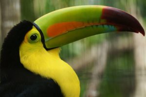 toucan, Parrot, Bird, Tropical,  7