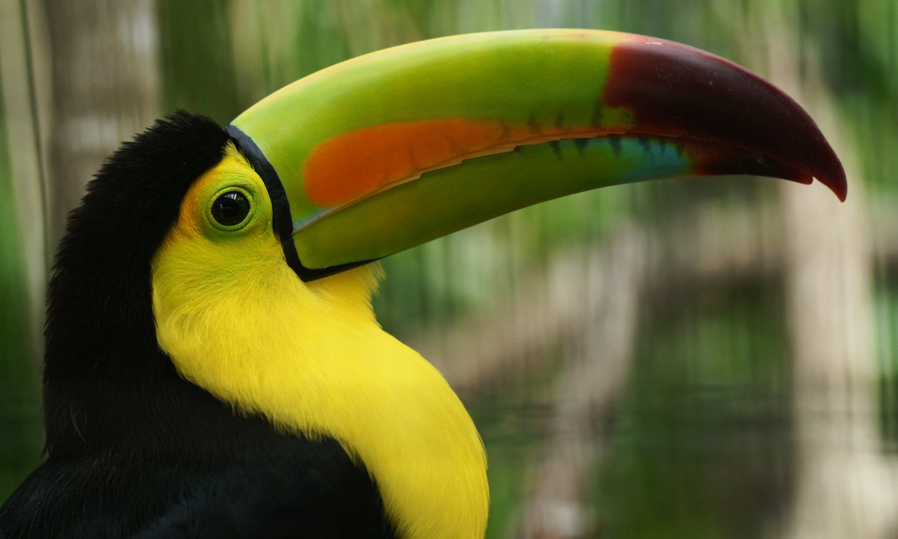 toucan, Parrot, Bird, Tropical,  7 Wallpaper