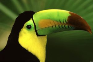 toucan, Parrot, Bird, Tropical,  12
