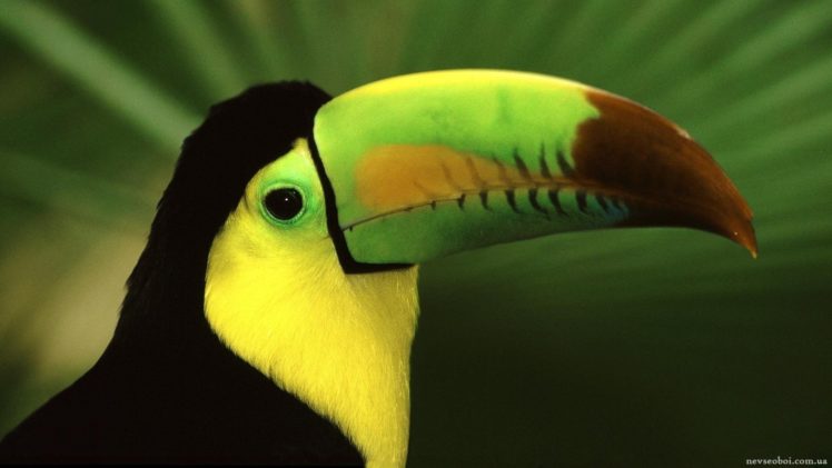 toucan, Parrot, Bird, Tropical,  12 HD Wallpaper Desktop Background