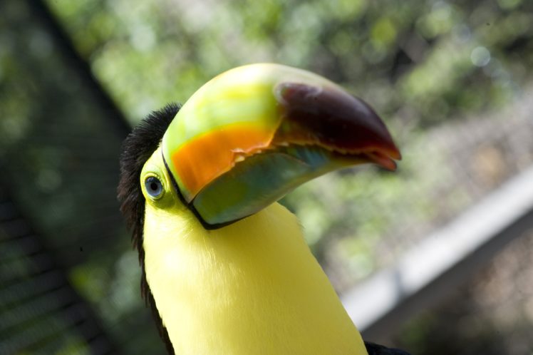toucan, Parrot, Bird, Tropical,  10 HD Wallpaper Desktop Background