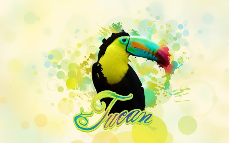 toucan, Parrot, Bird, Tropical,  13 HD Wallpaper Desktop Background