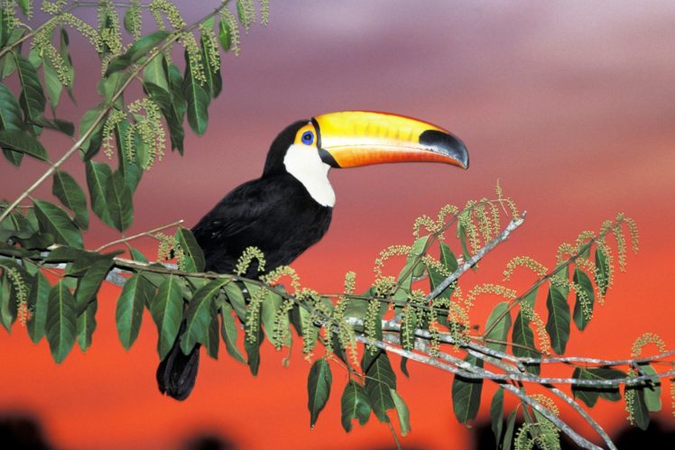 toucan, Parrot, Bird, Tropical,  14 HD Wallpaper Desktop Background