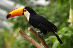 toucan, Parrot, Bird, Tropical,  15