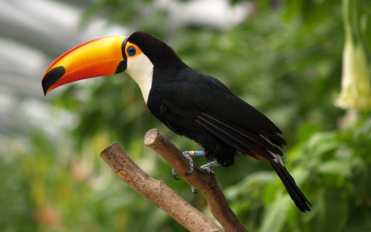 toucan, Parrot, Bird, Tropical,  15 HD Wallpaper Desktop Background