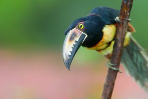 toucan, Parrot, Bird, Tropical,  17