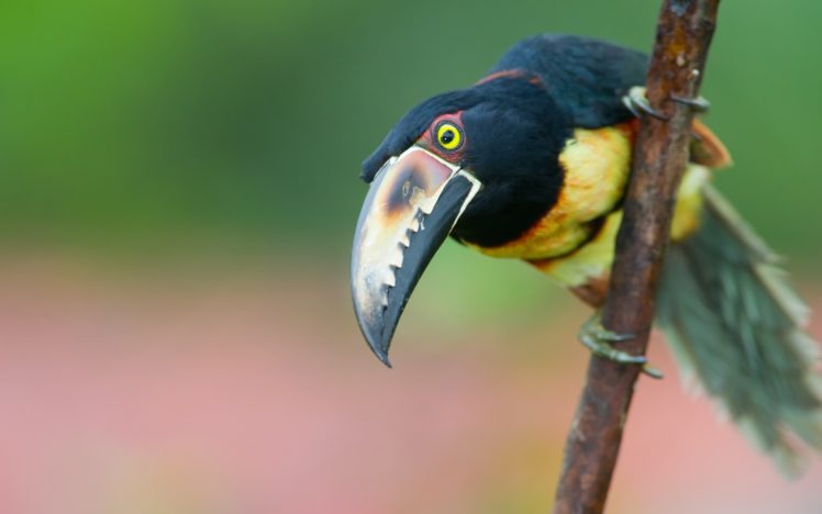 toucan, Parrot, Bird, Tropical,  17 HD Wallpaper Desktop Background