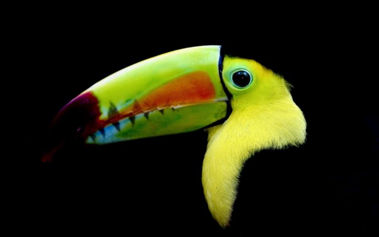 toucan, Parrot, Bird, Tropical,  18 HD Wallpaper Desktop Background