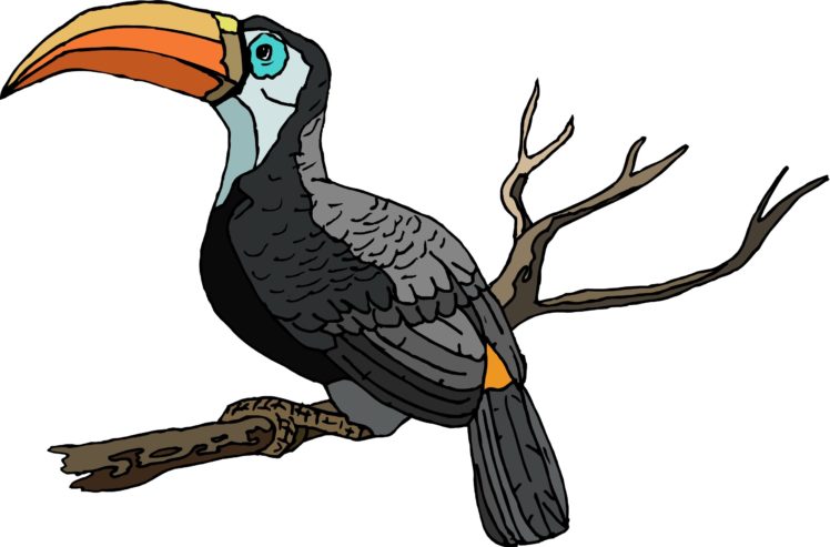 toucan, Parrot, Bird, Tropical,  19 HD Wallpaper Desktop Background