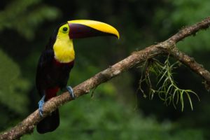 toucan, Parrot, Bird, Tropical,  22