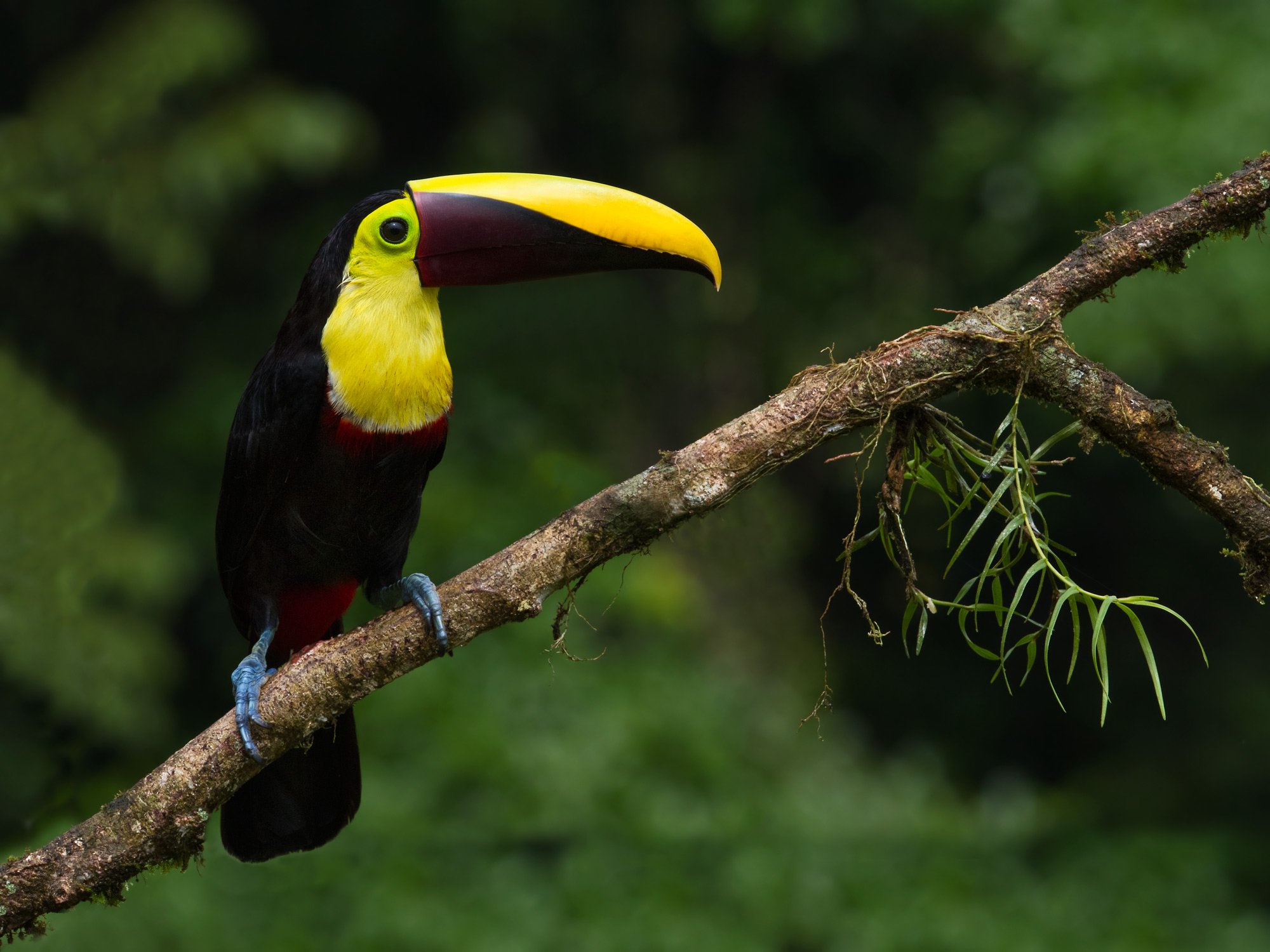 toucan, Parrot, Bird, Tropical,  22 Wallpaper