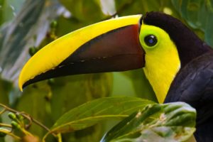 toucan, Parrot, Bird, Tropical,  23