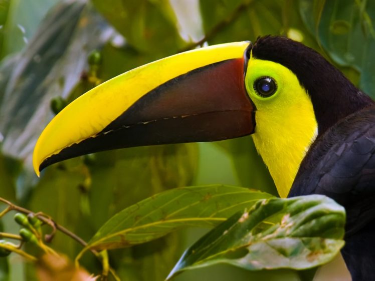 toucan, Parrot, Bird, Tropical,  23 HD Wallpaper Desktop Background
